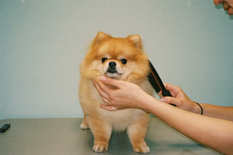 A small dog standing calmly on a grooming table while hands brush through its coat